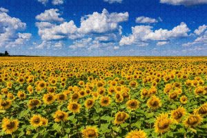 Sunflower Puzzle ~ 1000 Piece Puzzles
