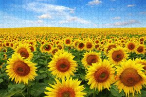 Sunflower Puzzle ~ 1000 Piece Puzzles