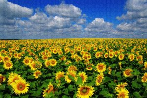 Sunflower Puzzle ~ 1000 Piece Puzzles