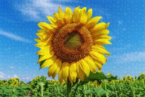 Sunflower Puzzle ~ 1000 Piece Puzzles