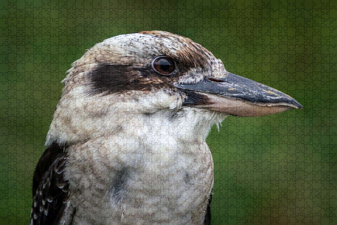 PA-618-Kookaburra-Puzzle.jpg