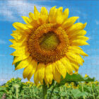 500 piece sunflower