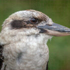 500 piece Kookaburra